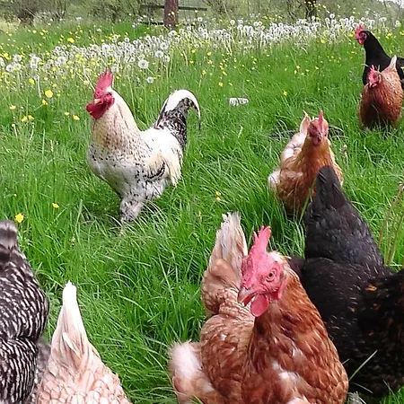 Privatunterkunft Appel-ranch